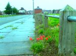Langworthy Terraces 2009